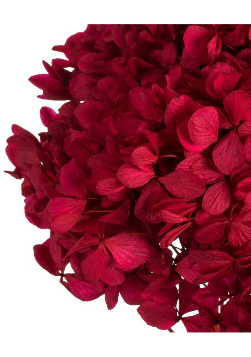 Hydrangea with Multiple Branch Segments. Preserved