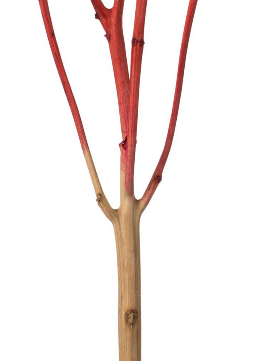 Hydrangea with Multiple Branch Segments. Preserved