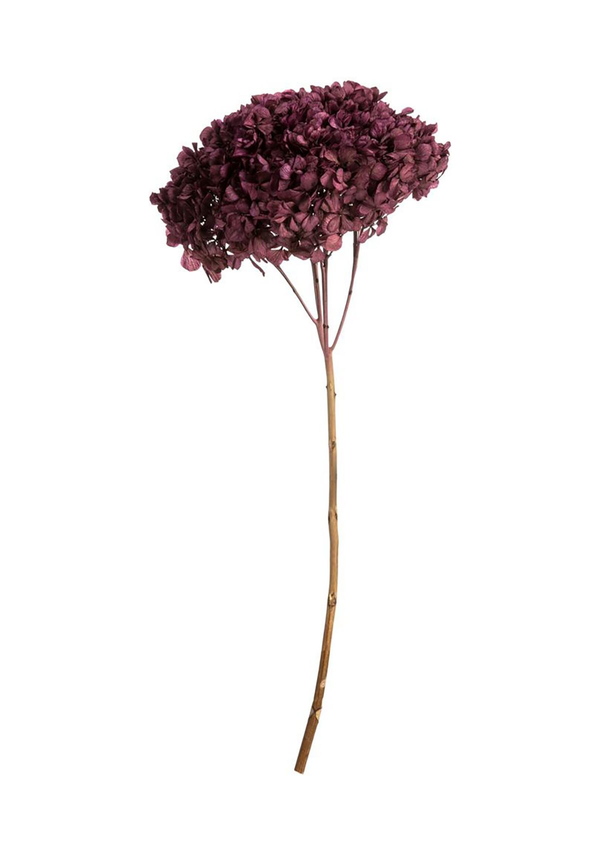 Orchid Hydrangea with Multiple Branch Segments. Preserved