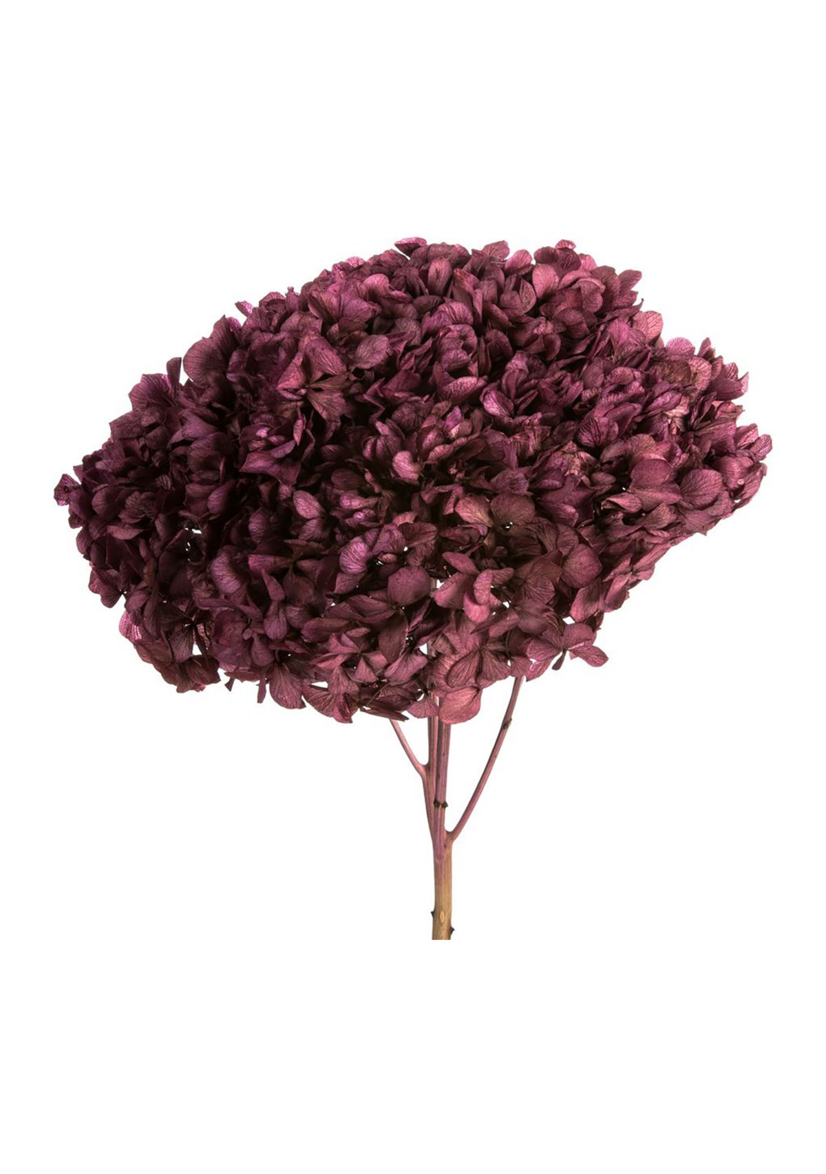 Orchid Hydrangea with Multiple Branch Segments. Preserved