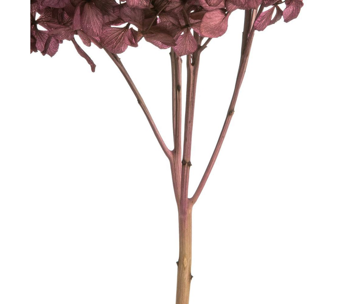 Orchid Hydrangea with Multiple Branch Segments. Preserved