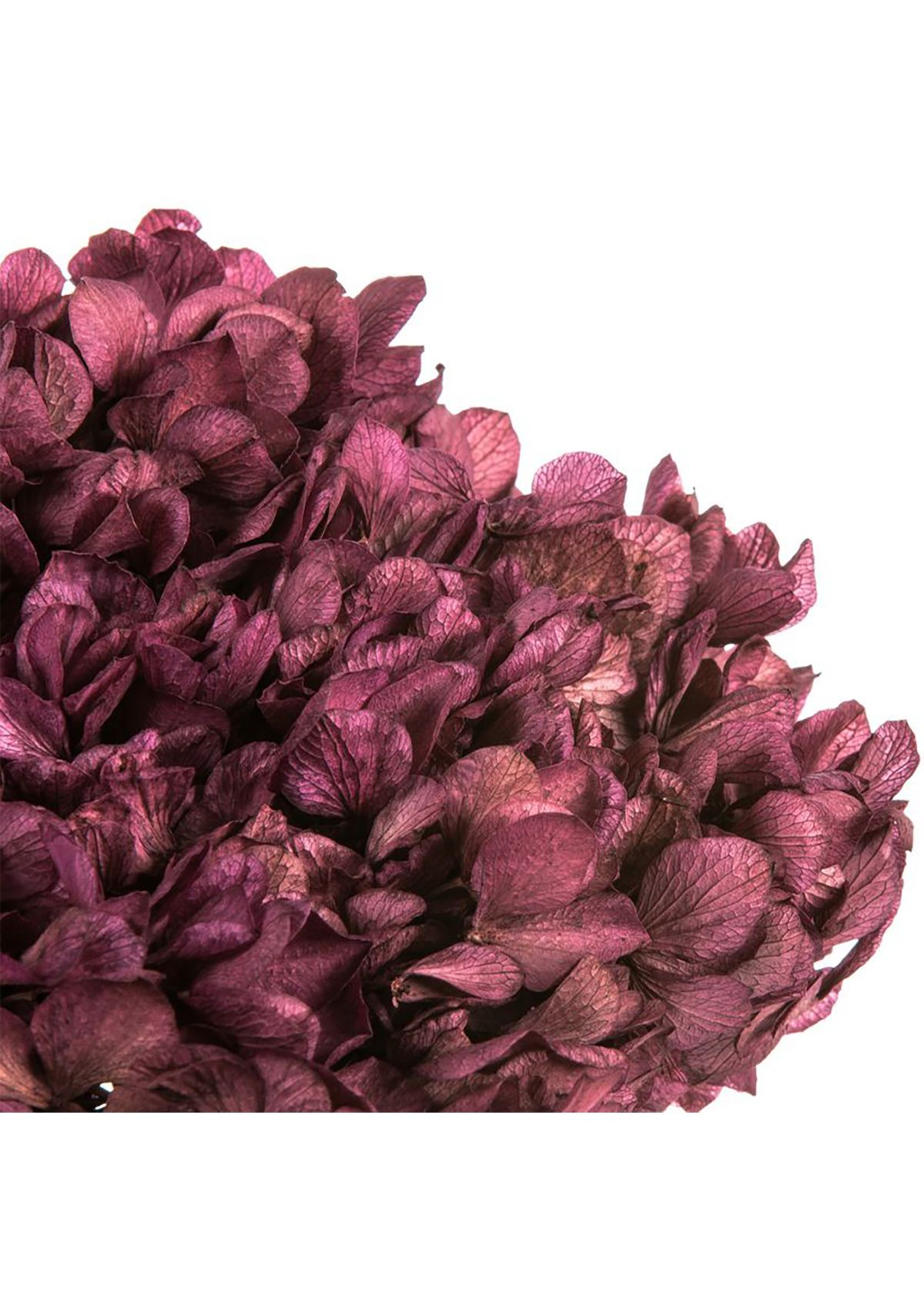 Orchid Hydrangea with Multiple Branch Segments. Preserved