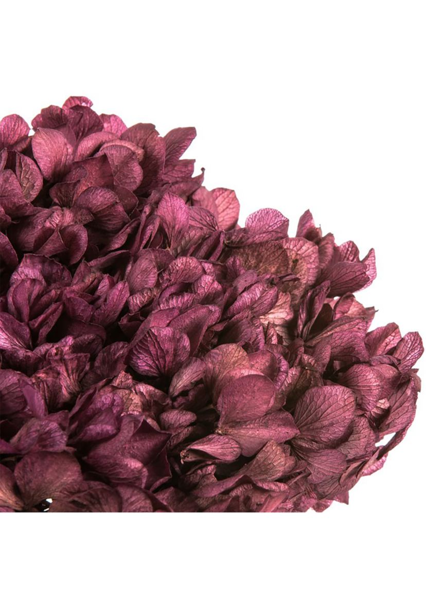 Orchid Hydrangea with Multiple Branch Segments. Preserved