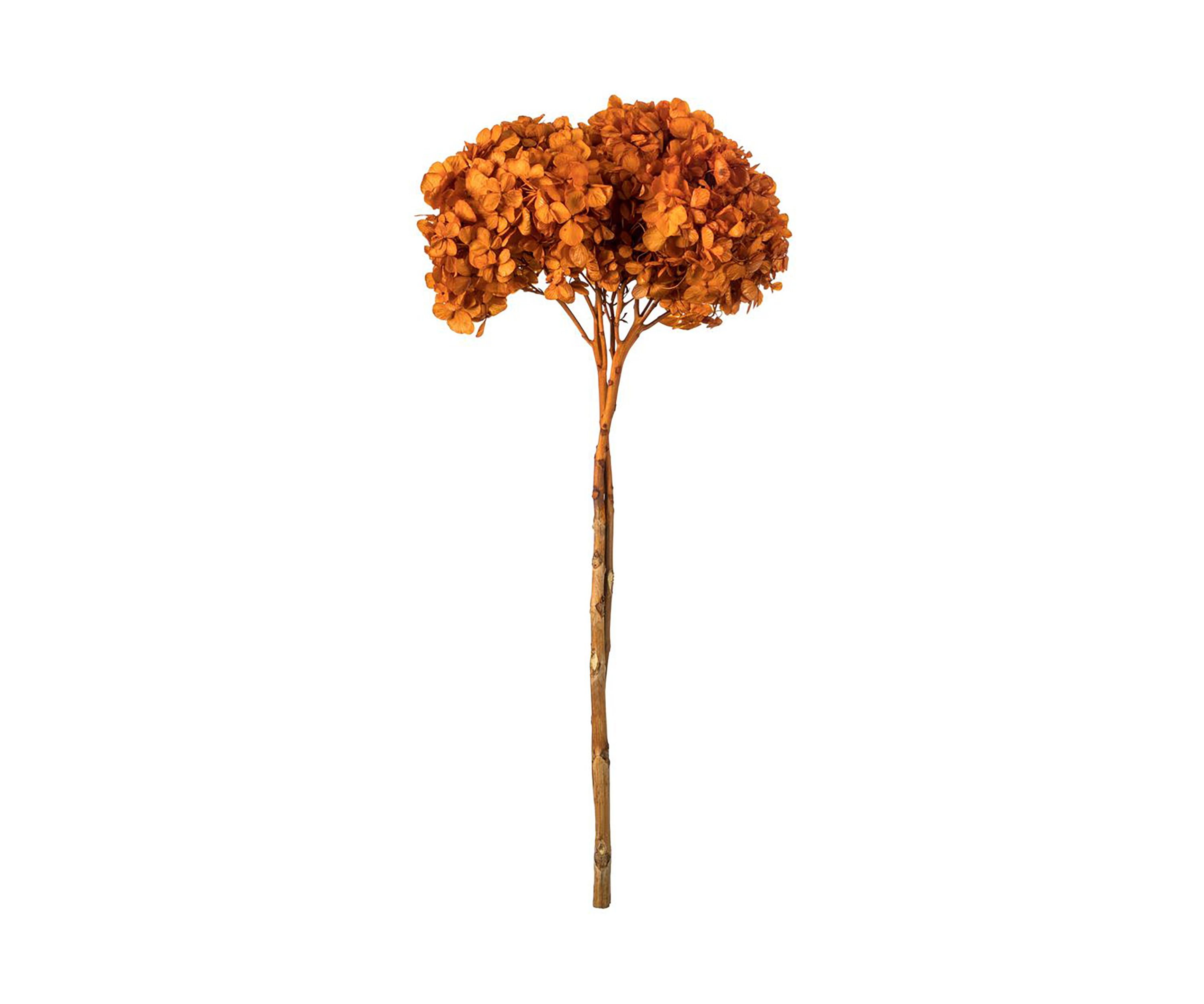 Hydrangea with Multiple Branch Segments. Preserved