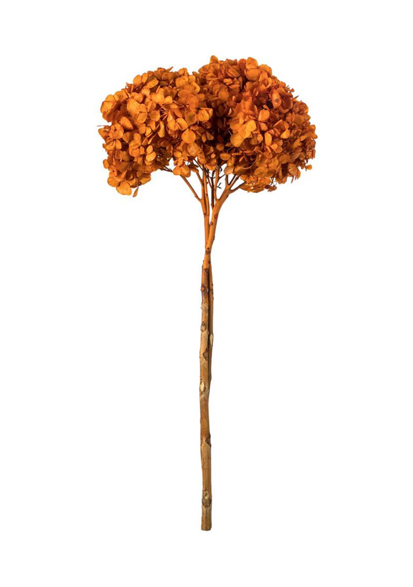 Hydrangea with Multiple Branch Segments. Preserved
