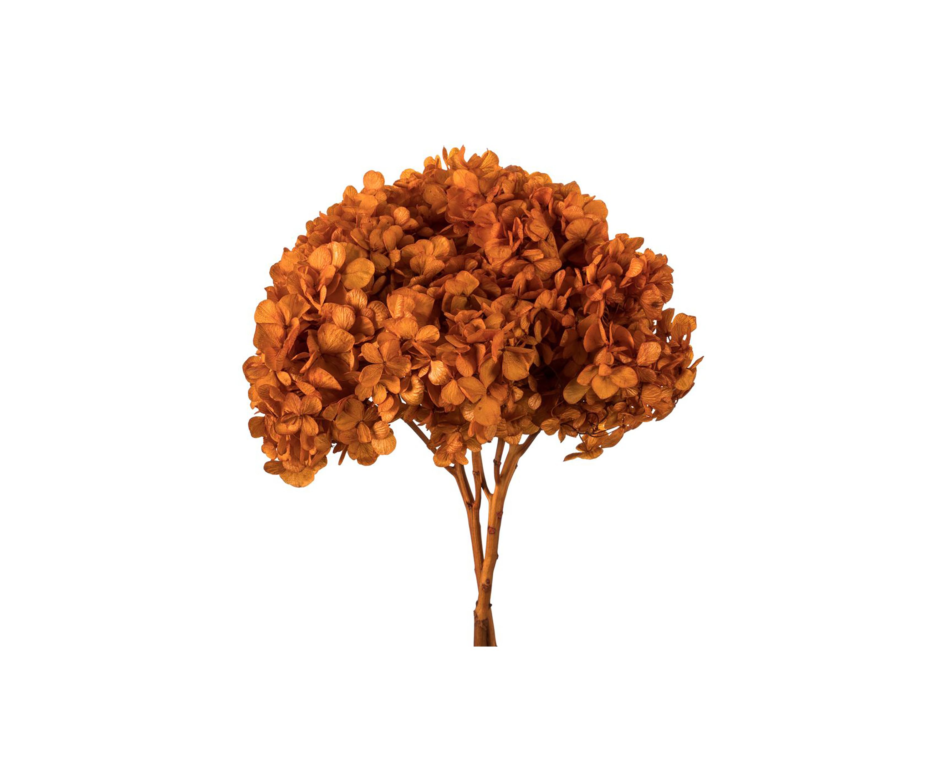 Hydrangea with Multiple Branch Segments. Preserved