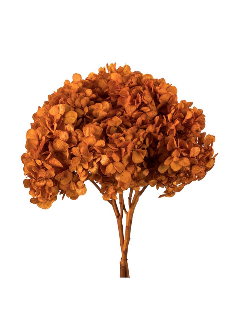 Hydrangea with Multiple Branch Segments. Preserved