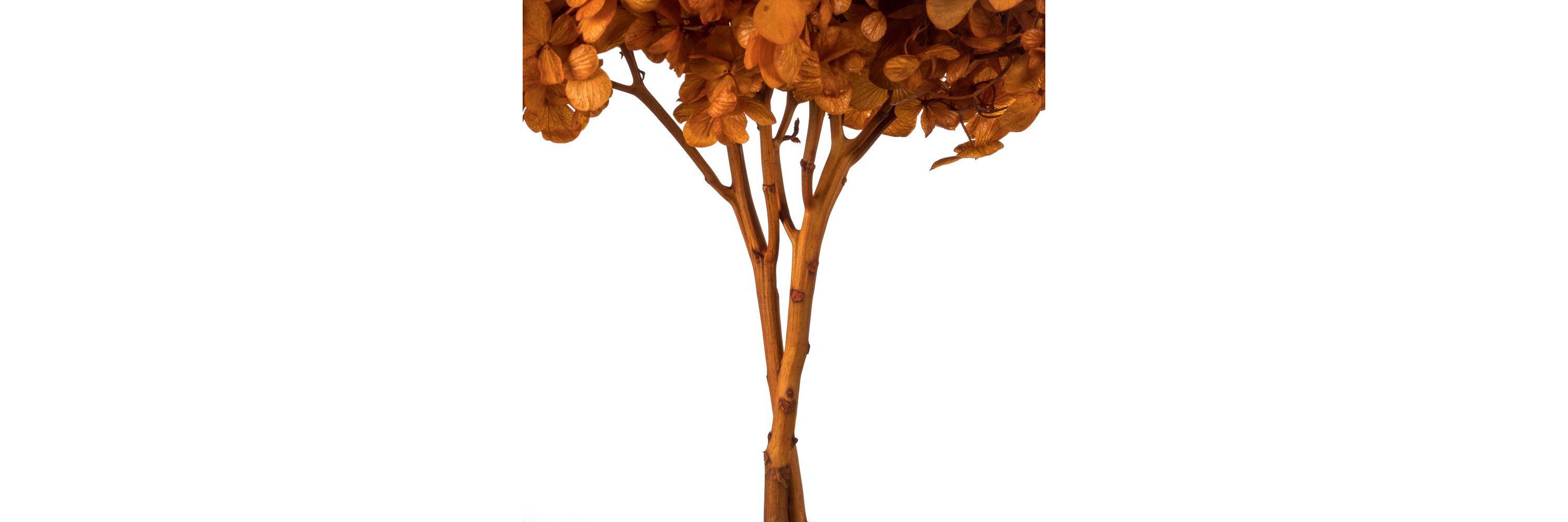 Hydrangea with Multiple Branch Segments. Preserved