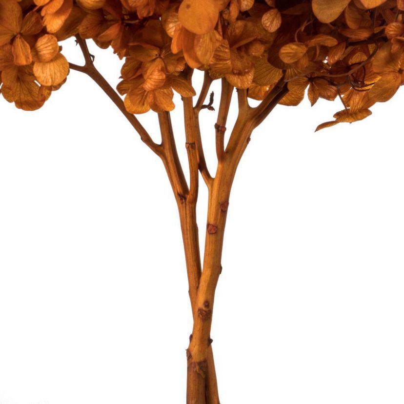 Hydrangea with Multiple Branch Segments. Preserved