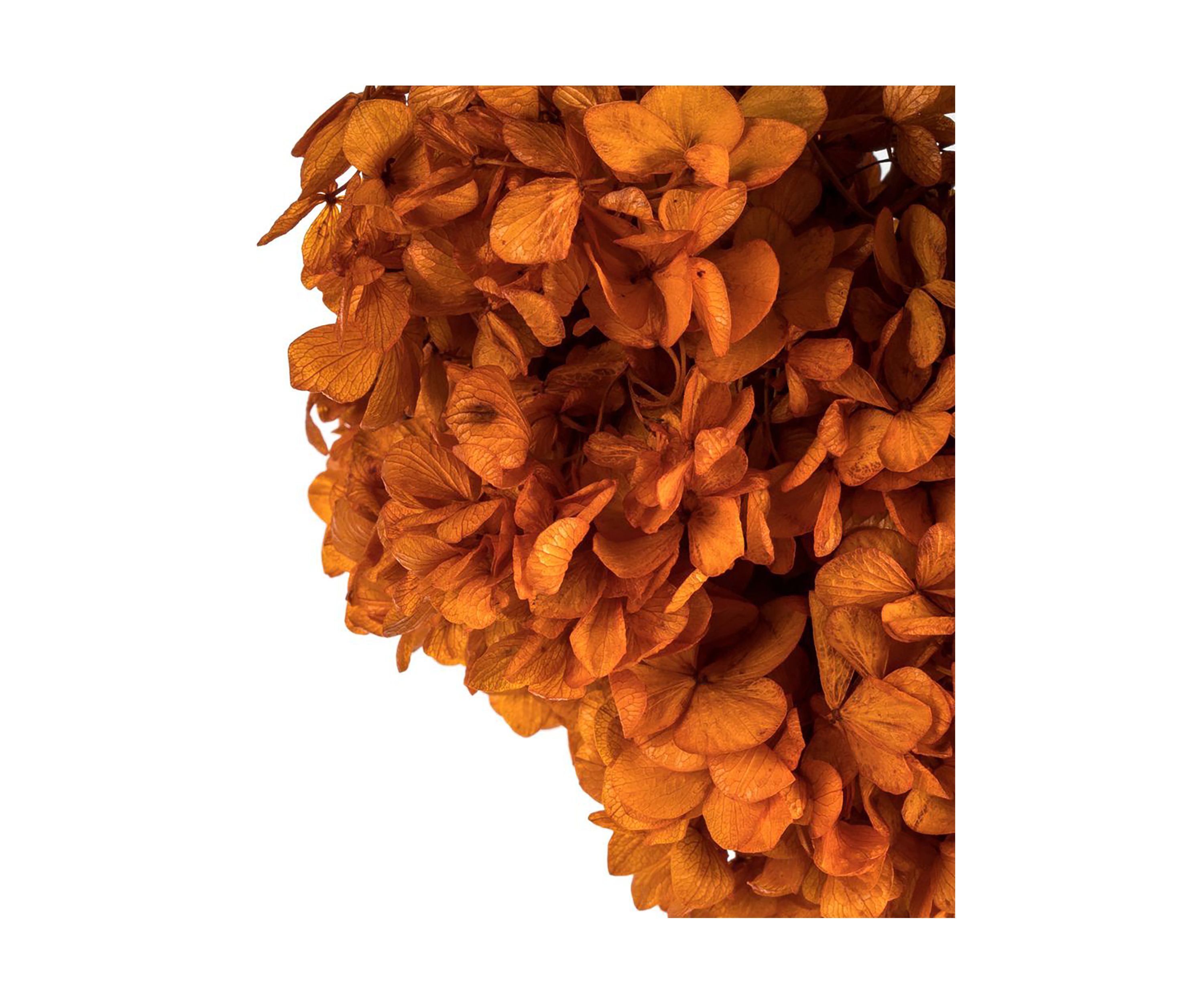 Hydrangea with Multiple Branch Segments. Preserved