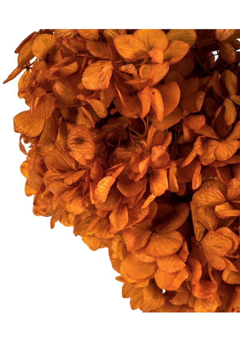Hydrangea with Multiple Branch Segments. Preserved