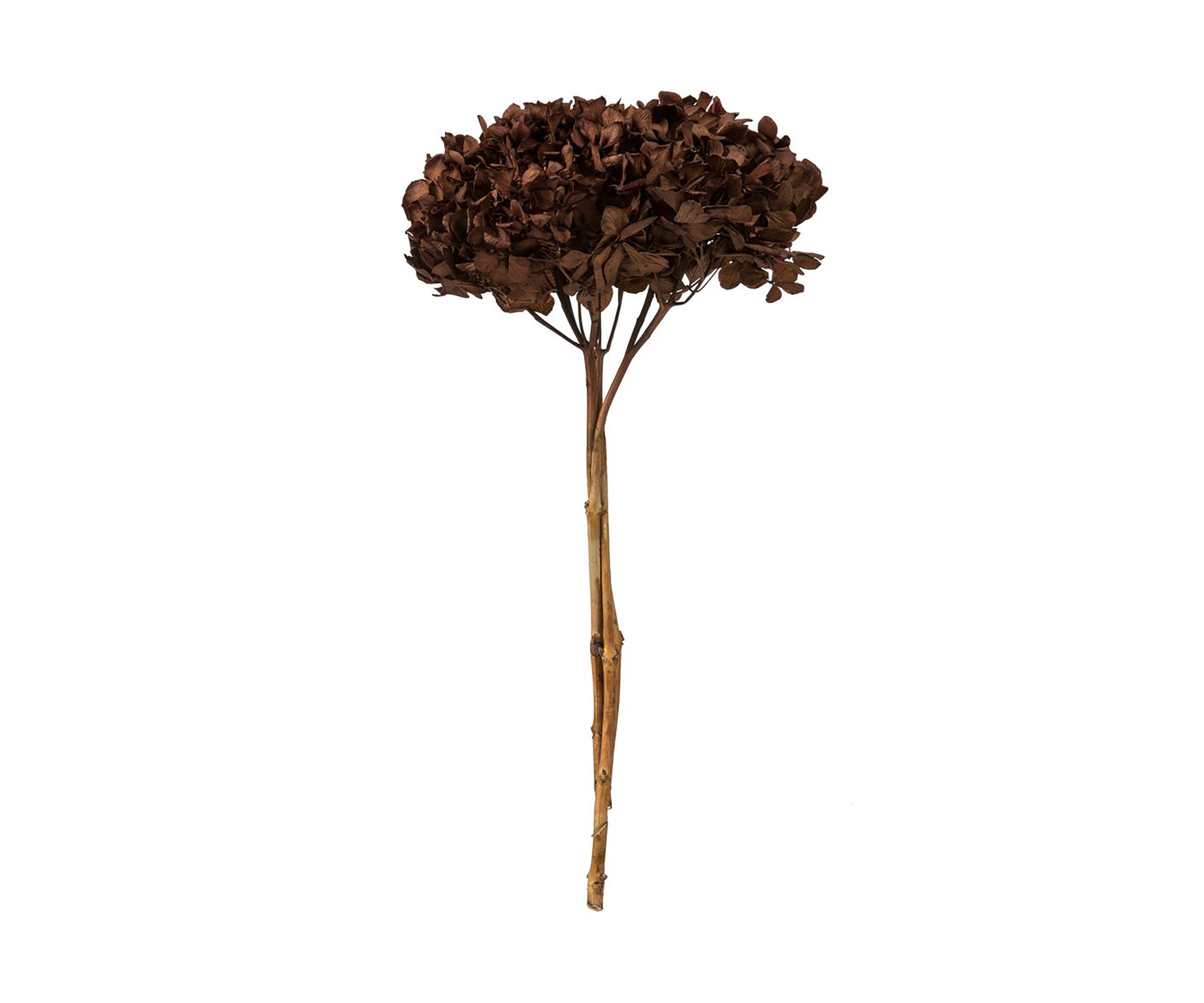 Hydrangea with Multiple Branch Segments. Preserved