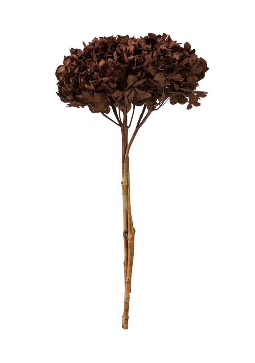 Hydrangea with Multiple Branch Segments. Preserved
