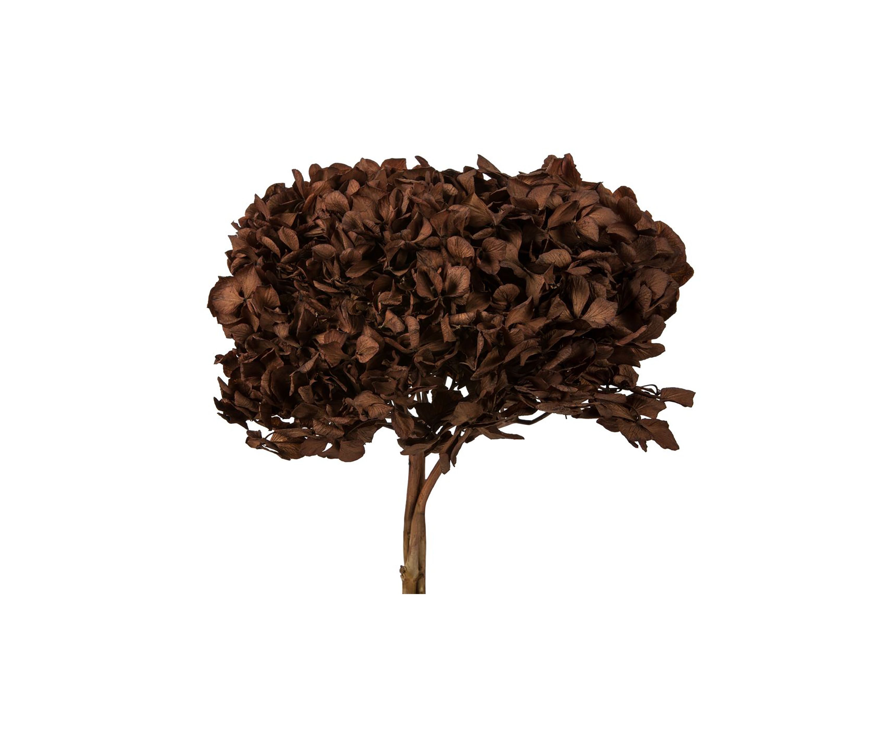 Hydrangea with Multiple Branch Segments. Preserved