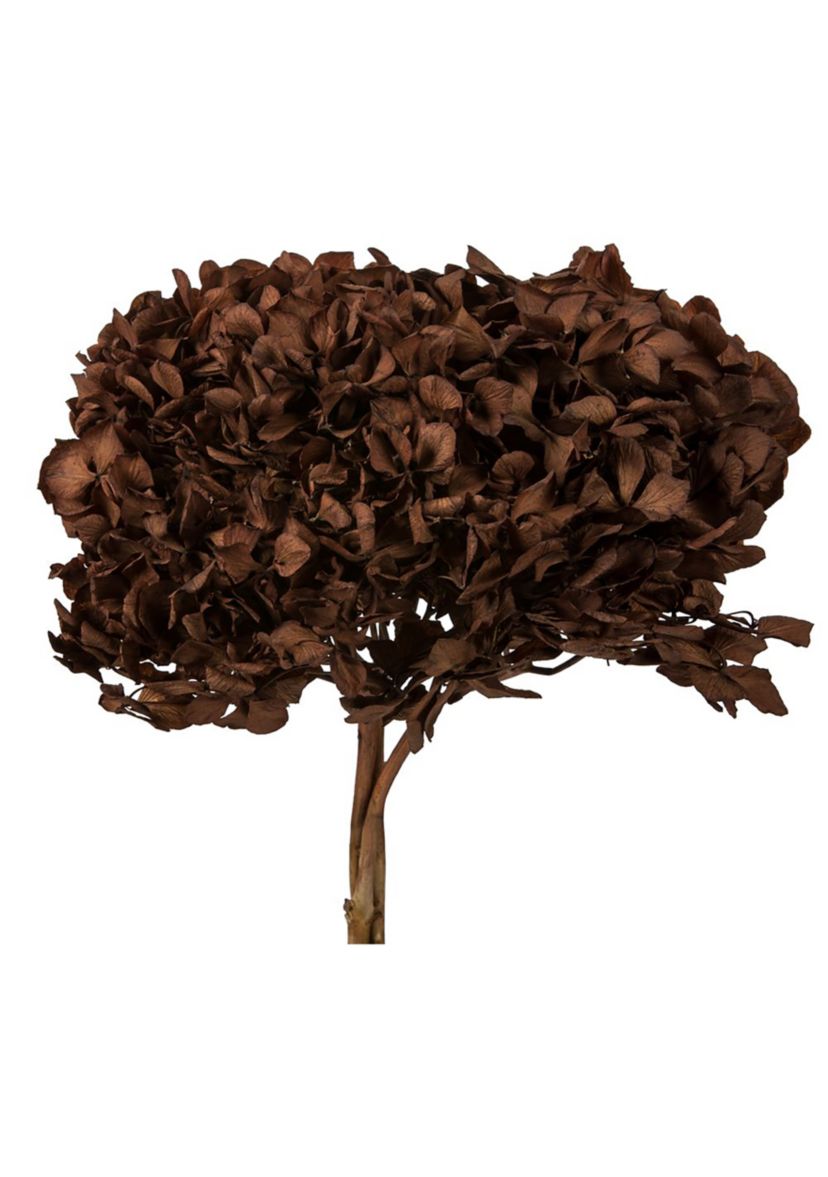 Hydrangea with Multiple Branch Segments. Preserved
