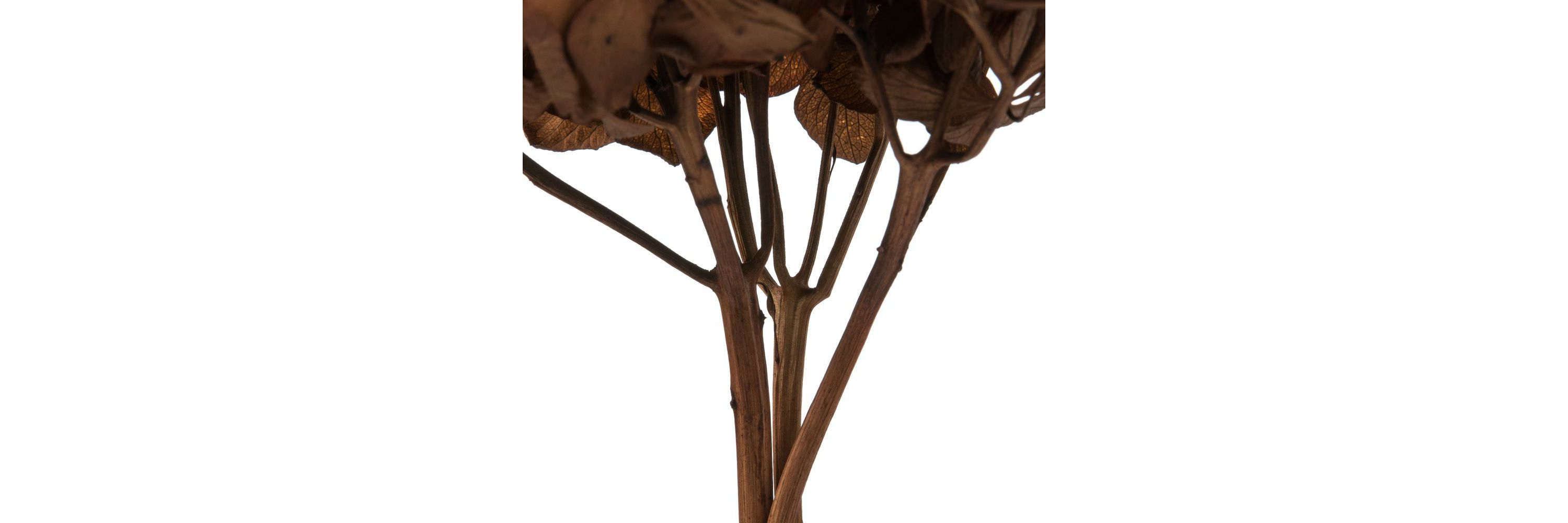 Hydrangea with Multiple Branch Segments. Preserved