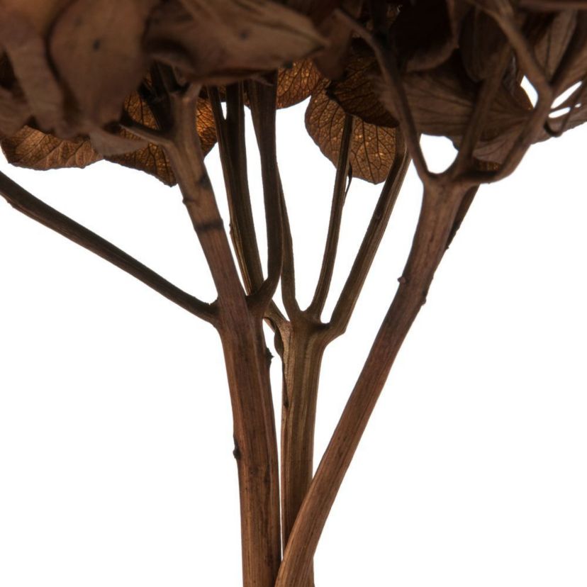 Hydrangea with Multiple Branch Segments. Preserved