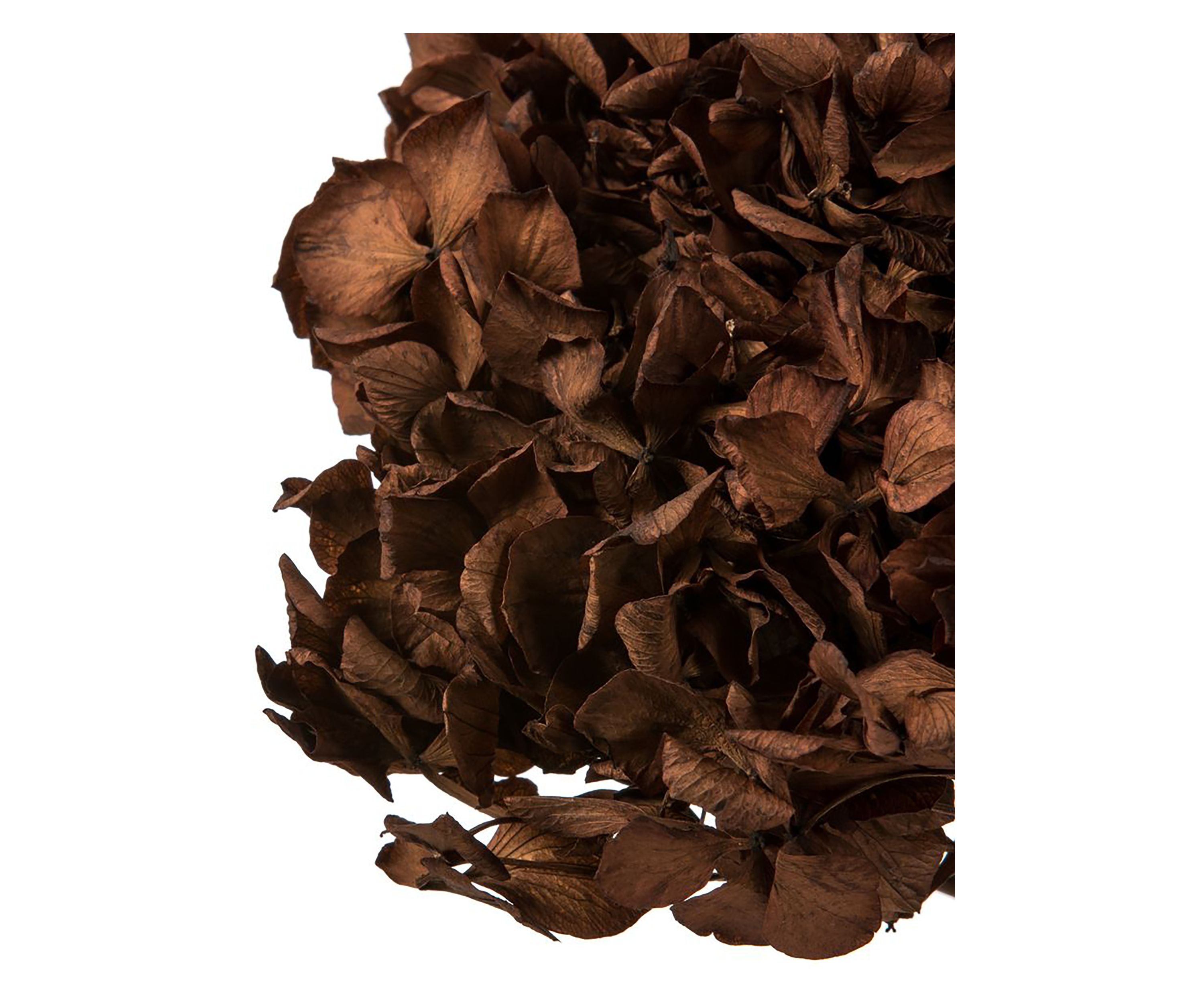 Hydrangea with Multiple Branch Segments. Preserved