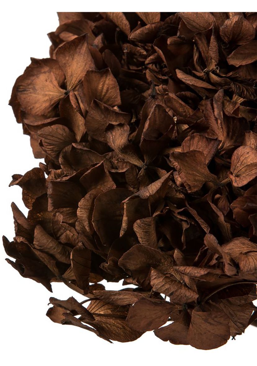Hydrangea with Multiple Branch Segments. Preserved