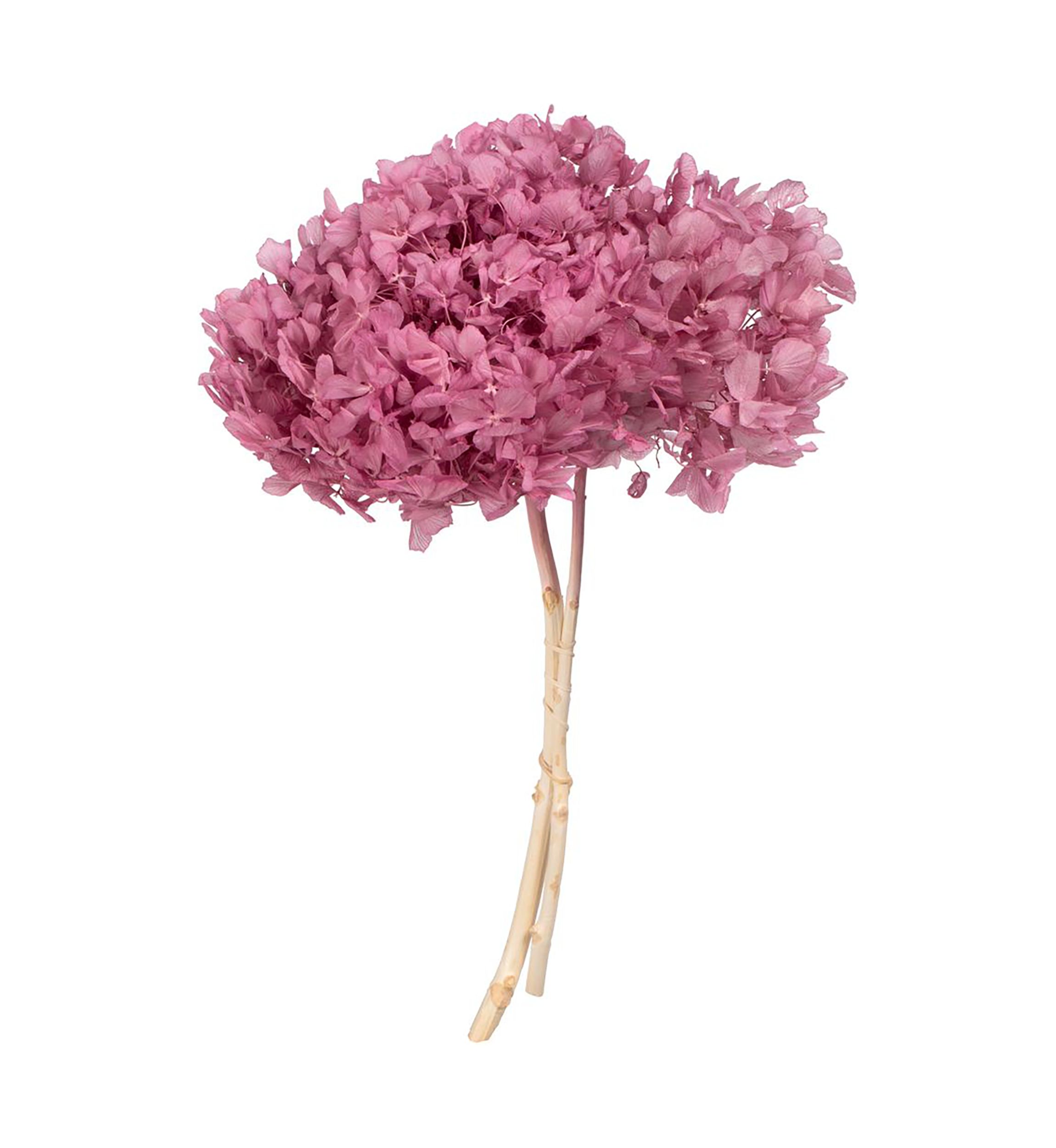 Hydrangea with Multiple Branch Segments