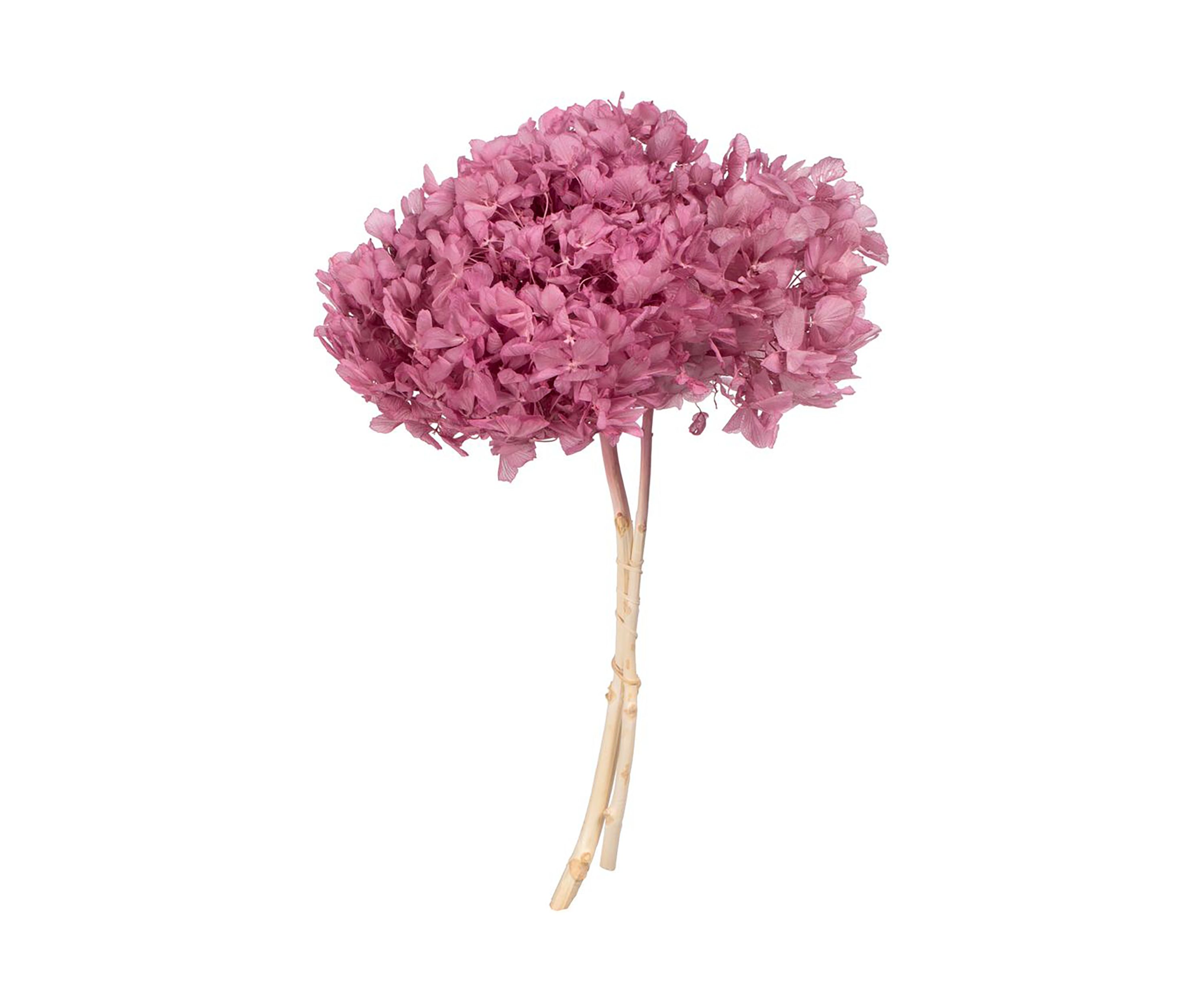 Hydrangea with Multiple Branch Segments