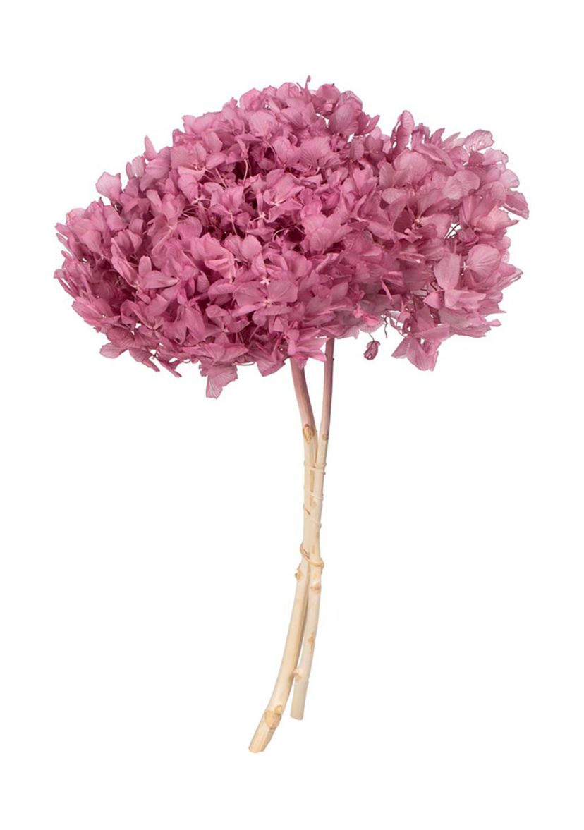 Hydrangea with Multiple Branch Segments