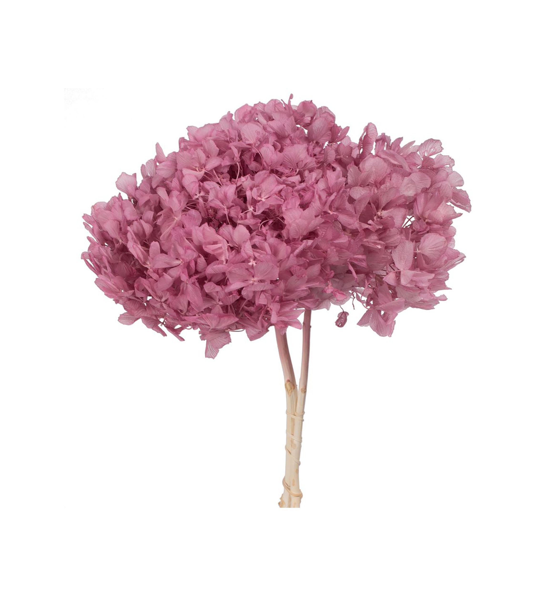 Hydrangea with Multiple Branch Segments