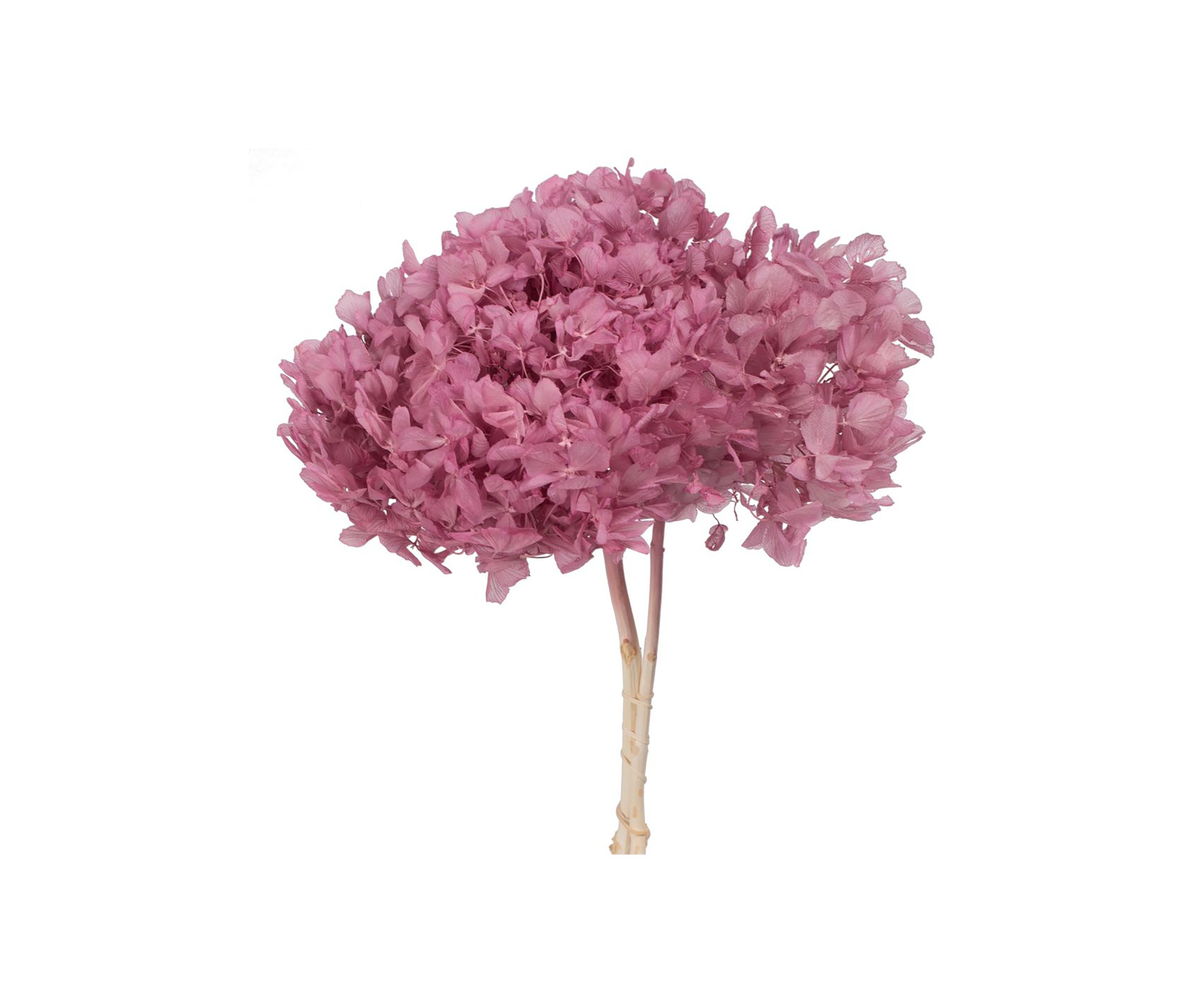 Hydrangea with Multiple Branch Segments