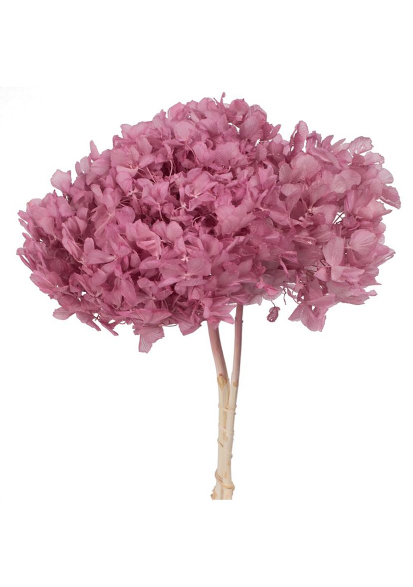 Hydrangea with Multiple Branch Segments
