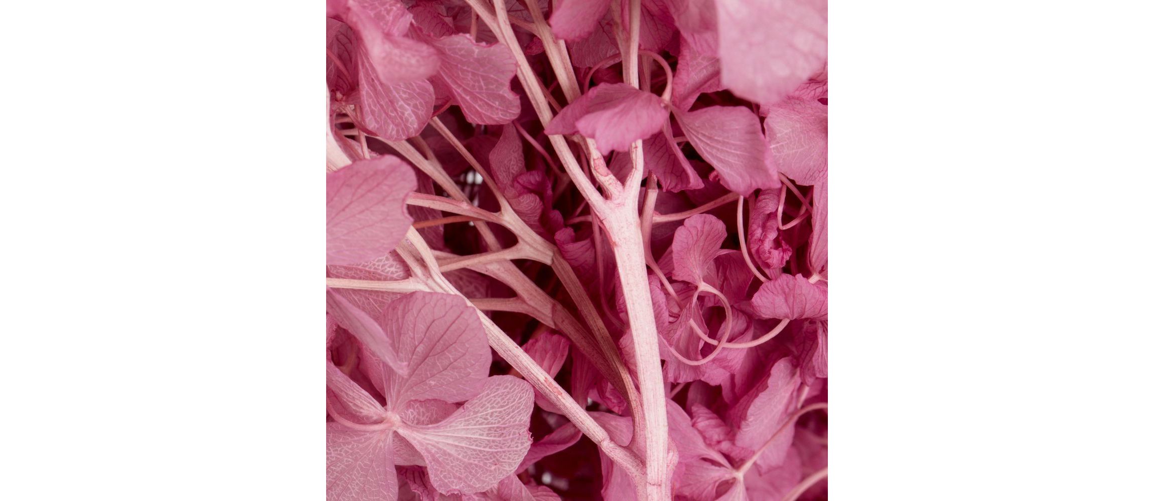 Hydrangea with Multiple Branch Segments