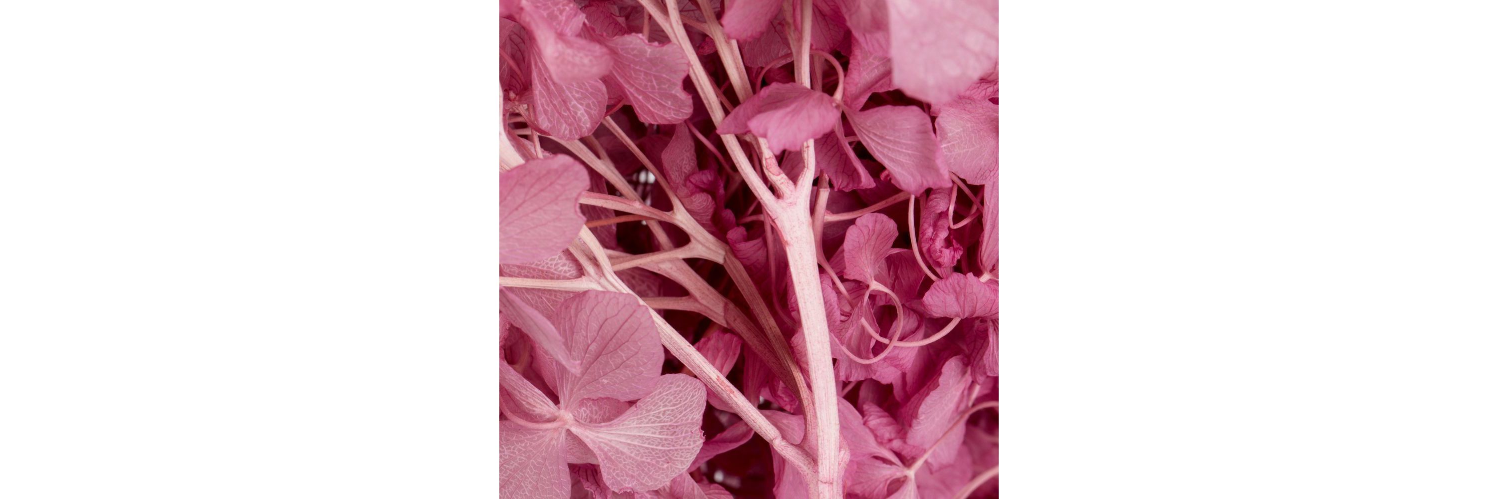 Hydrangea with Multiple Branch Segments