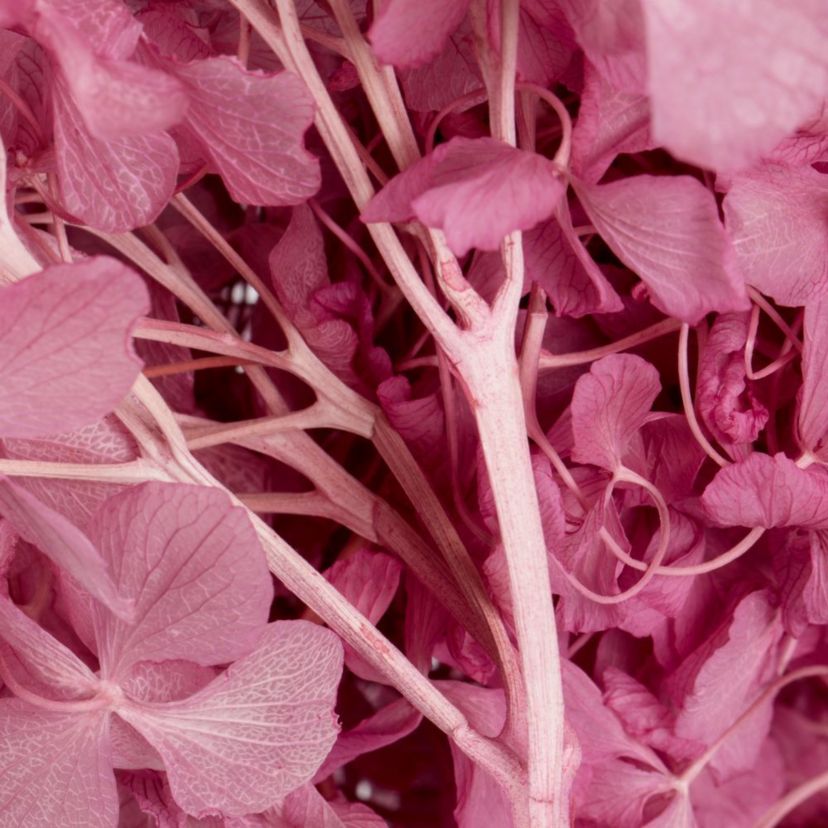 Hydrangea with Multiple Branch Segments