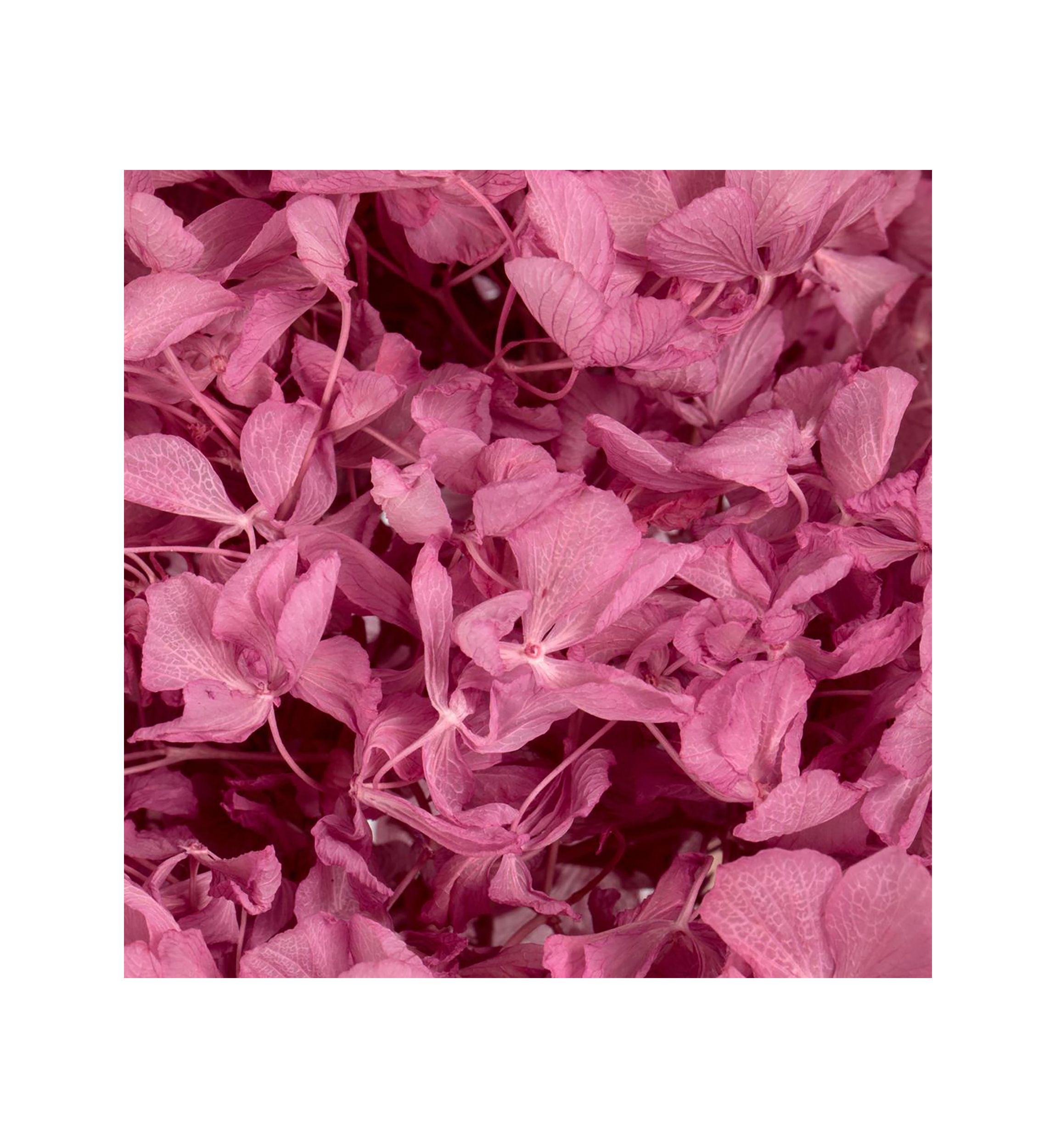Hydrangea with Multiple Branch Segments