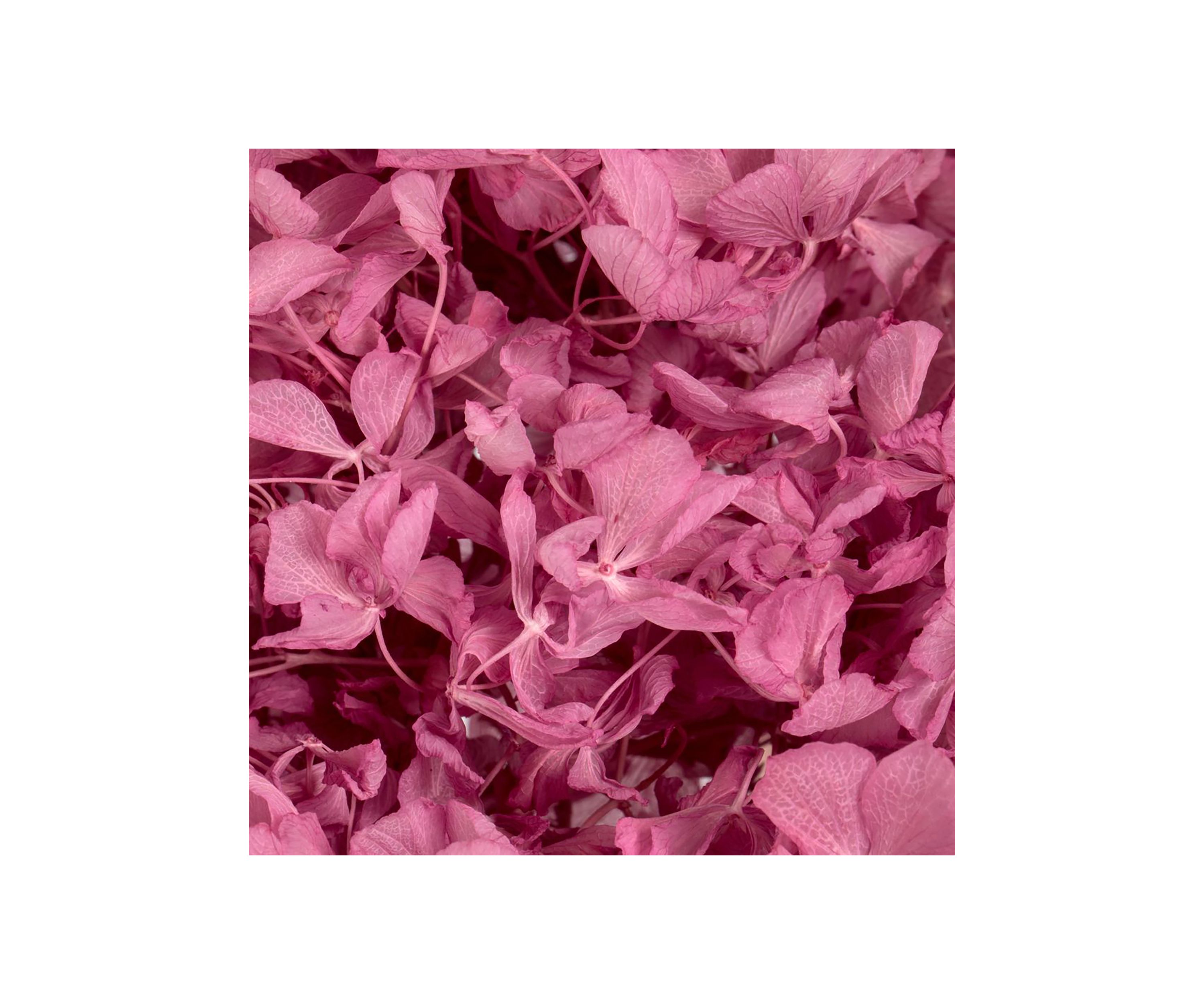 Hydrangea with Multiple Branch Segments