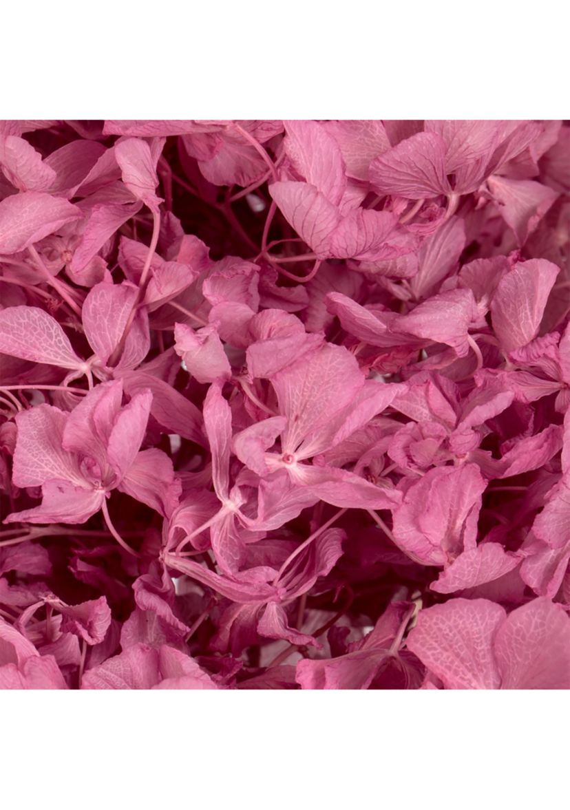 Hydrangea with Multiple Branch Segments