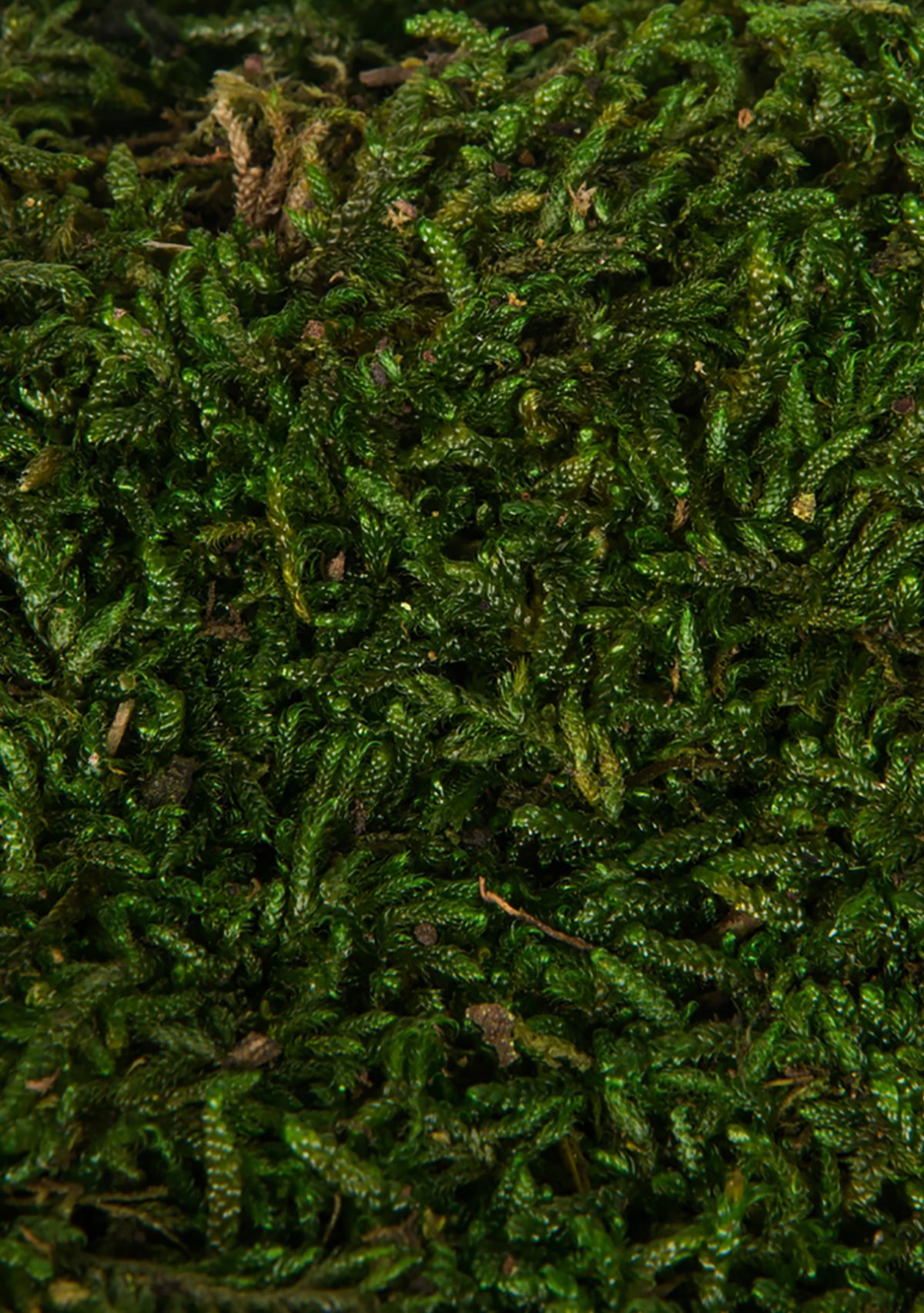 Vickerman Bag of Green Sheet Moss, Preserved