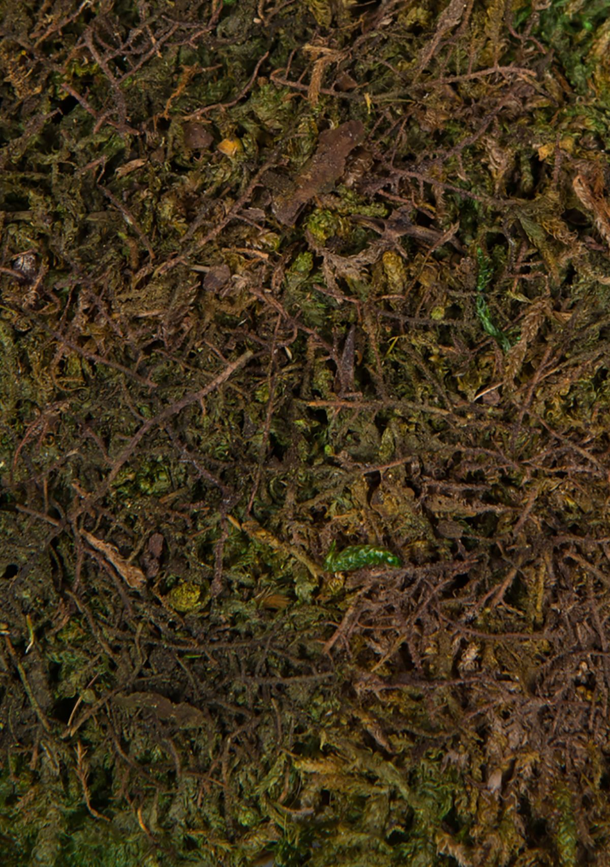 Vickerman Bag of Green Sheet Moss, Preserved