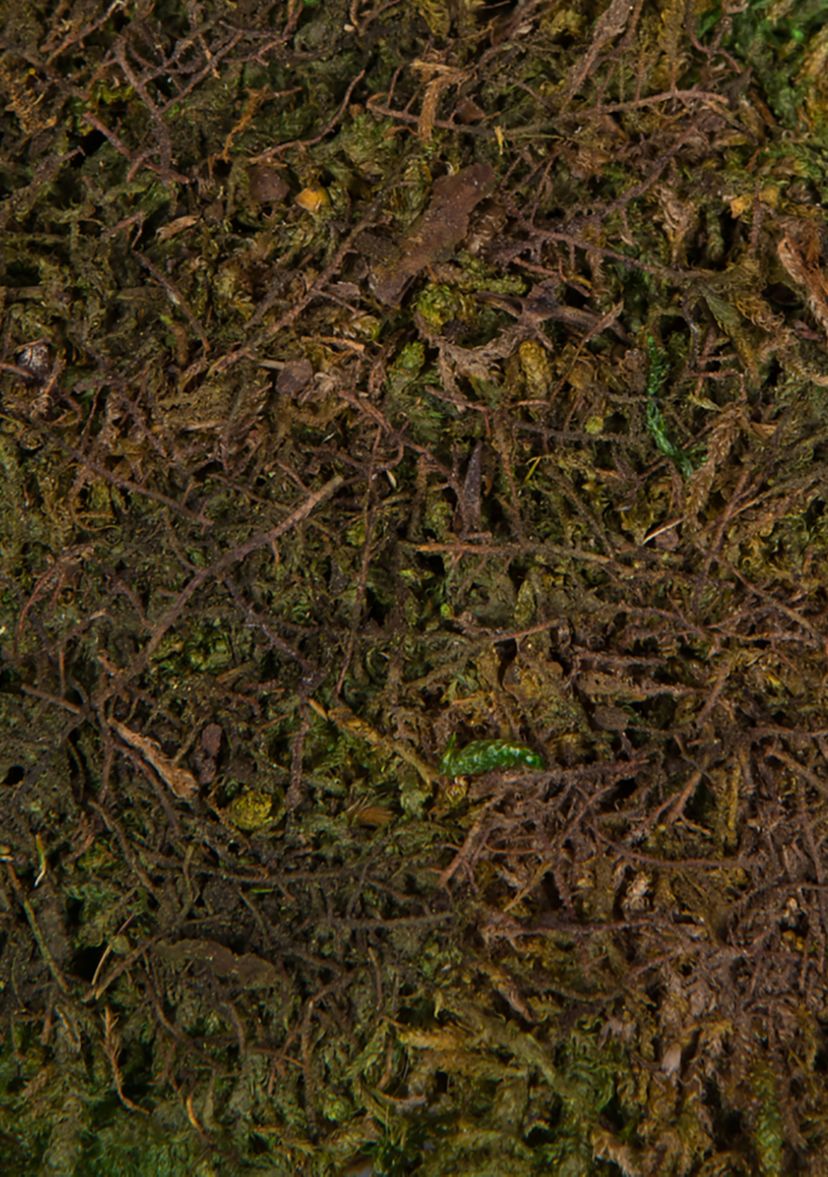 Vickerman Bag of Green Sheet Moss, Preserved