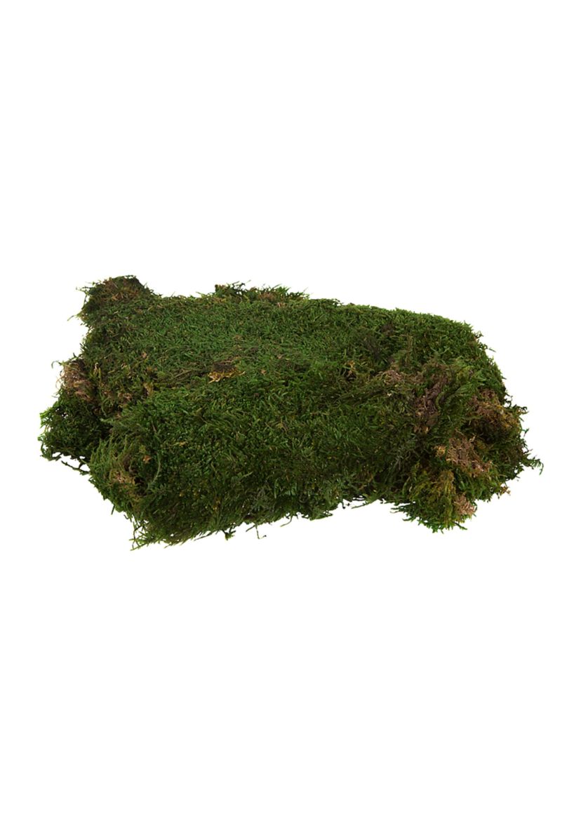 Vickerman Bag of Green Sheet Moss, Preserved