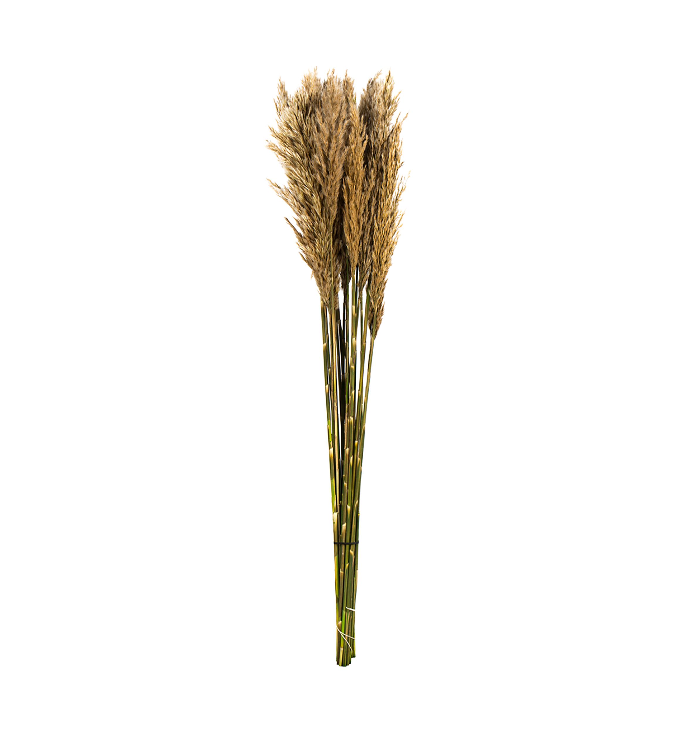 Vickerman 36" Ivory Plume Reed Bundle (15-20 stems), Preserved