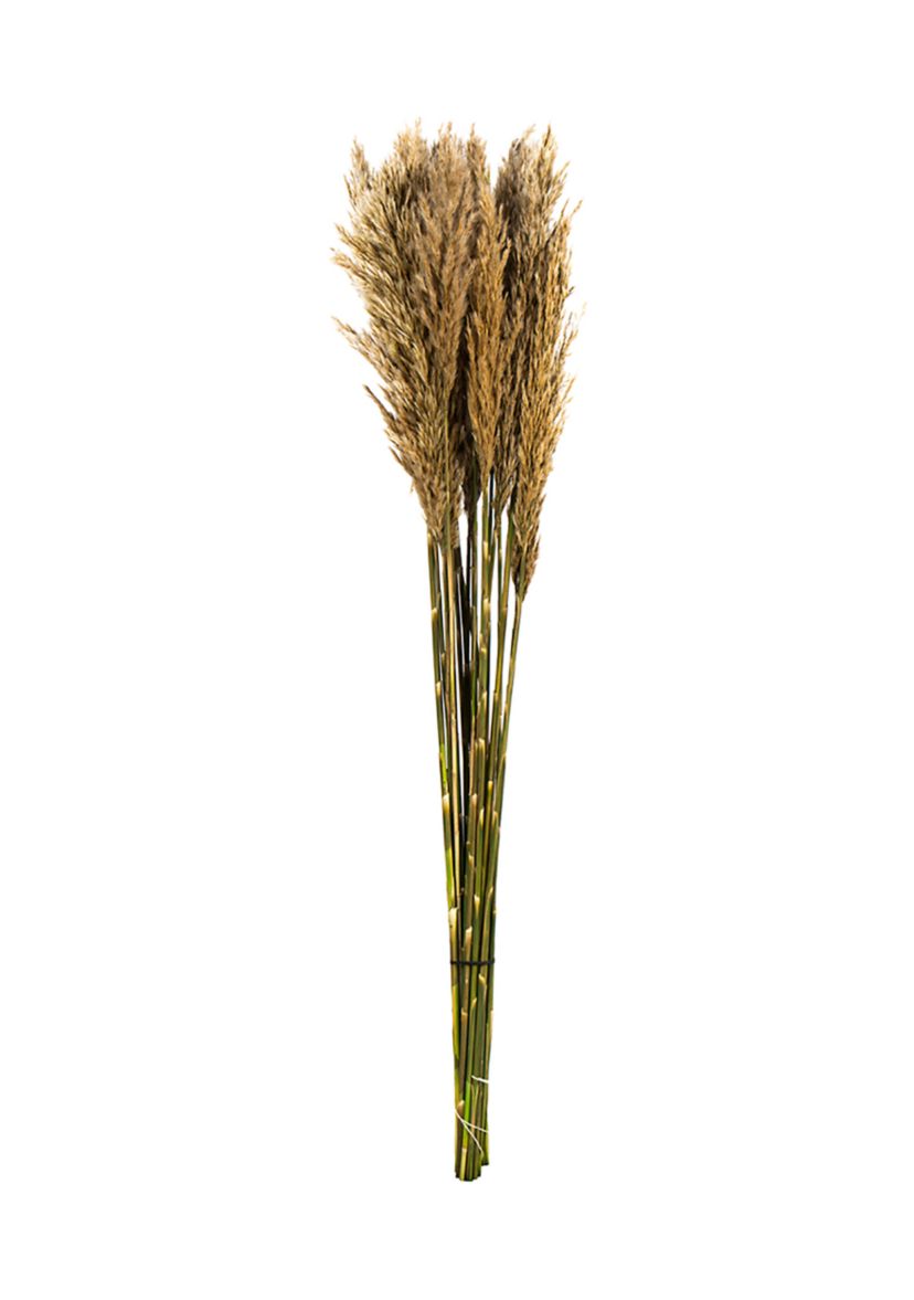 Vickerman 36" Ivory Plume Reed Bundle (15-20 stems), Preserved