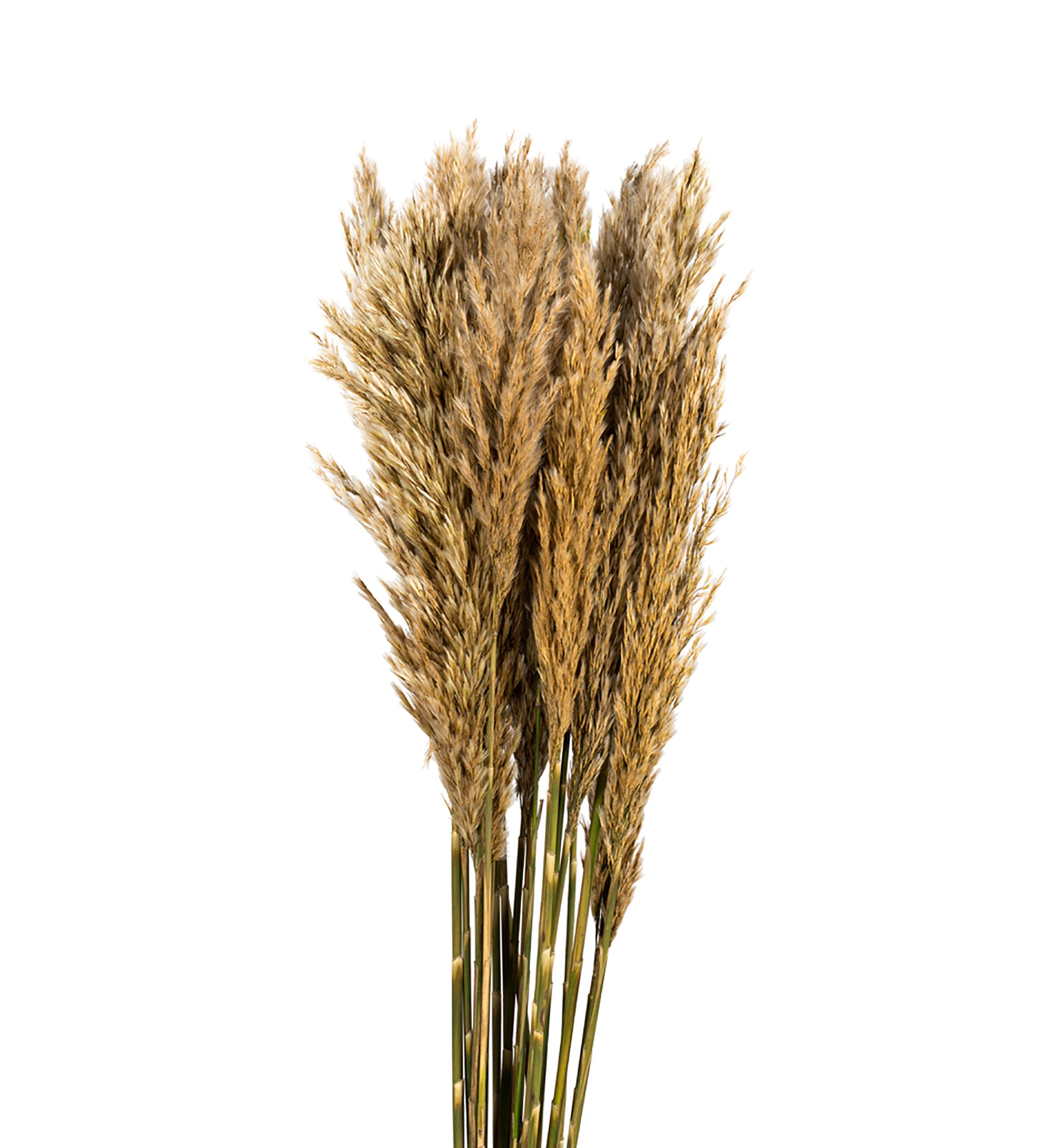 Vickerman 36" Ivory Plume Reed Bundle (15-20 stems), Preserved
