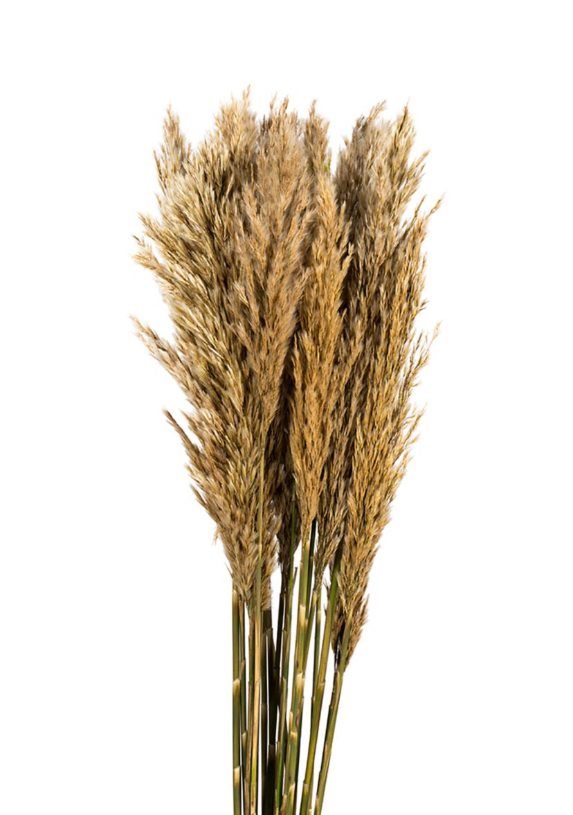 Vickerman 36" Ivory Plume Reed Bundle (15-20 stems), Preserved