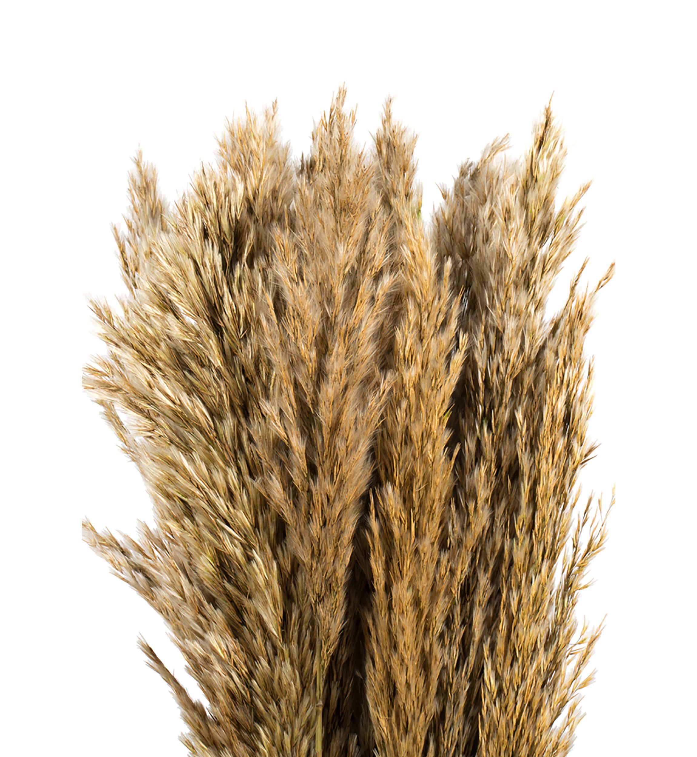 Vickerman 36" Ivory Plume Reed Bundle (15-20 stems), Preserved