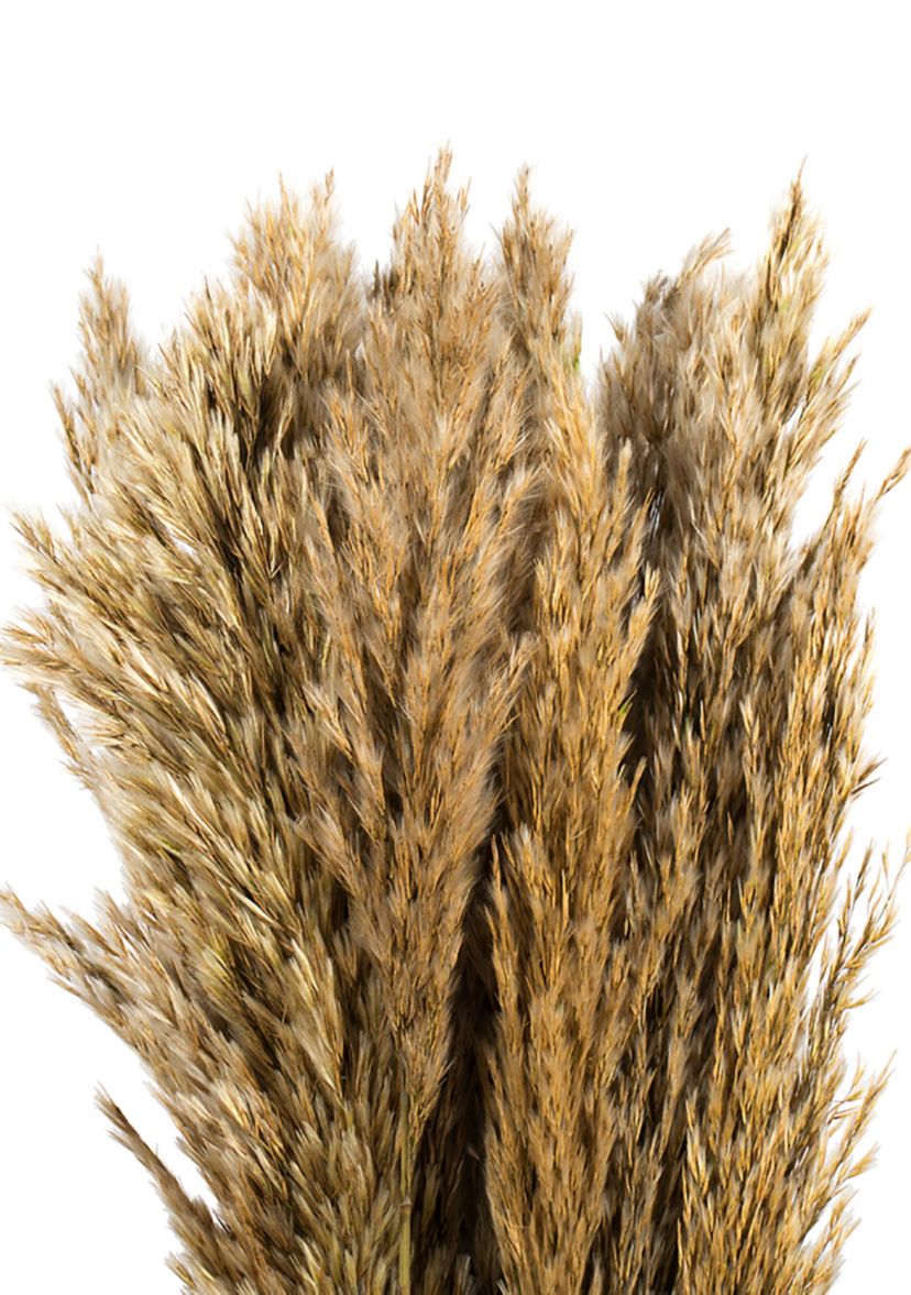 Vickerman 36" Ivory Plume Reed Bundle (15-20 stems), Preserved