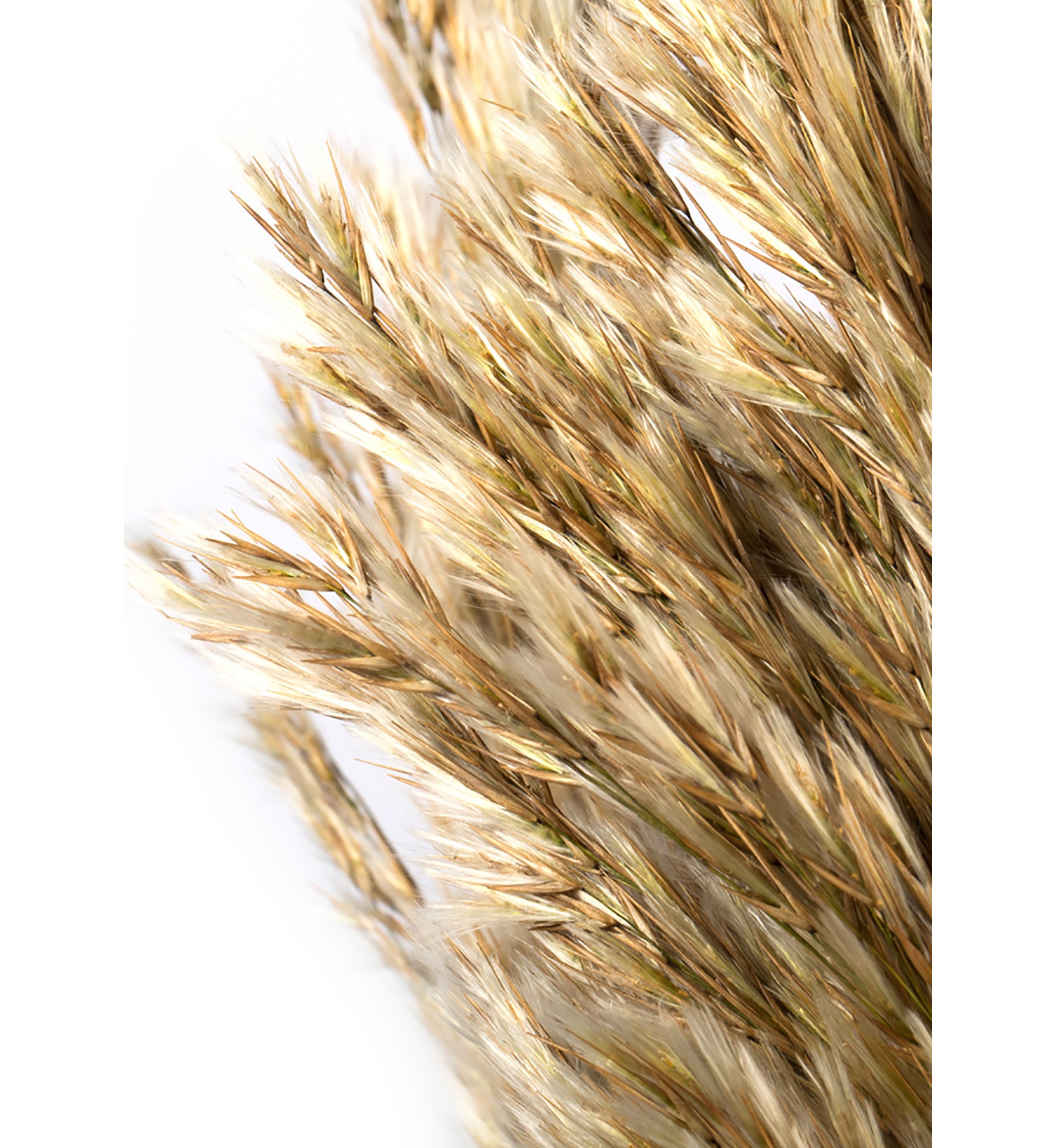 Vickerman 36" Ivory Plume Reed Bundle (15-20 stems), Preserved