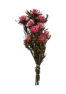 Vickerman Plumosum, Female, 8 flower heads per bundle