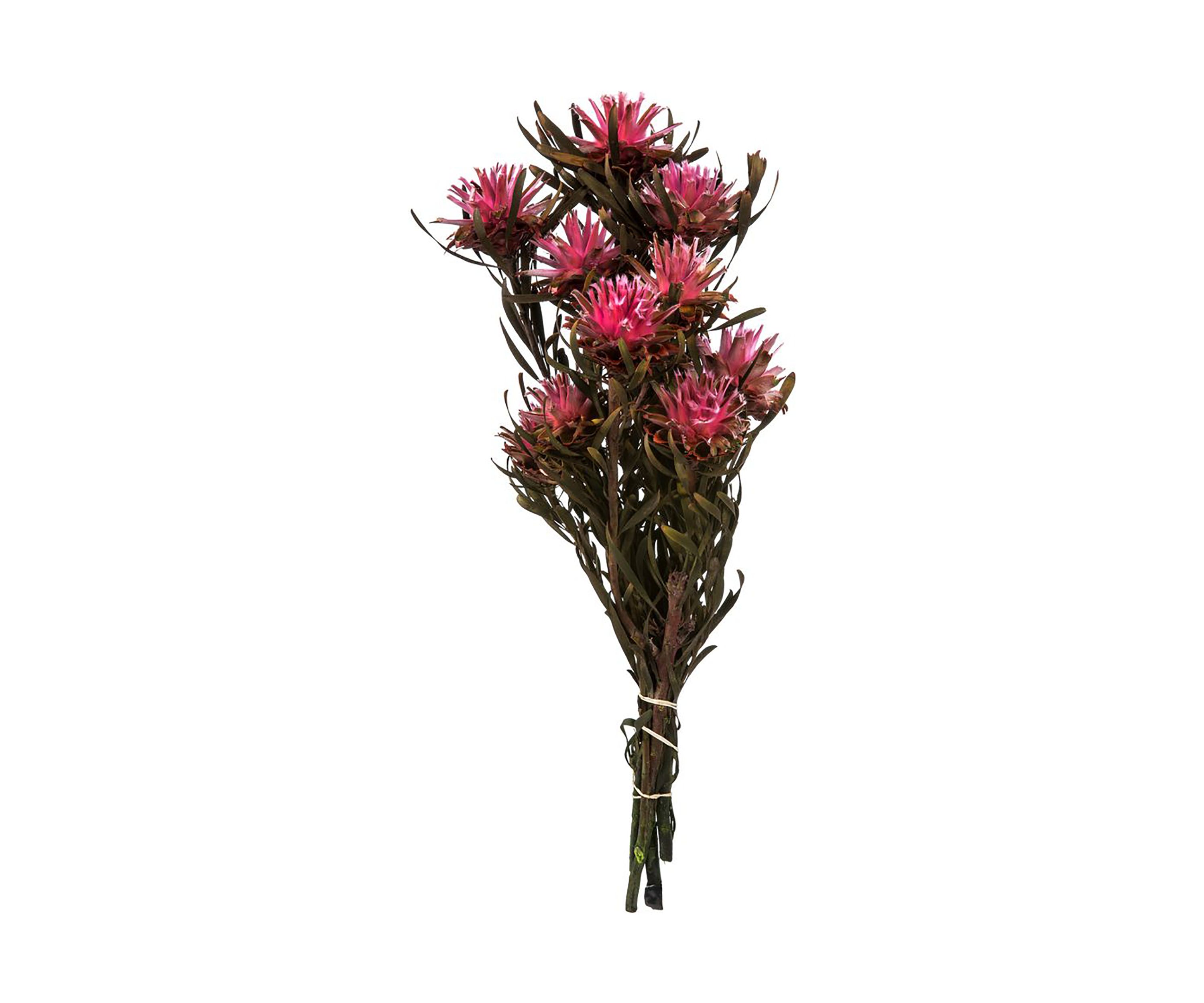 Plumosum, Female, 8 flower heads per bundle