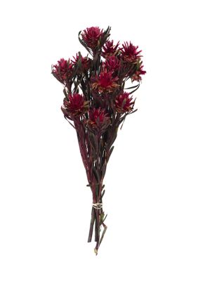 Vickerman Merlot Plumosum
