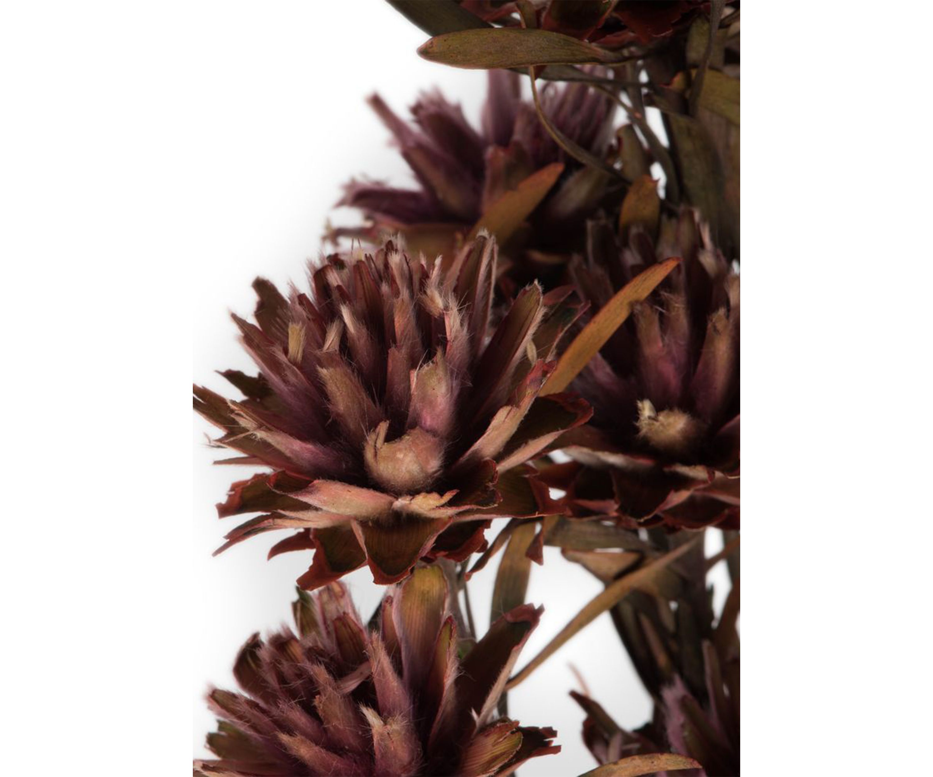 Orchid Plumosum, Female, 8 flower heads per bundle